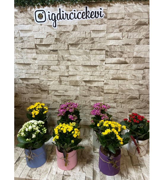 KALANCHOE ARAJMAN